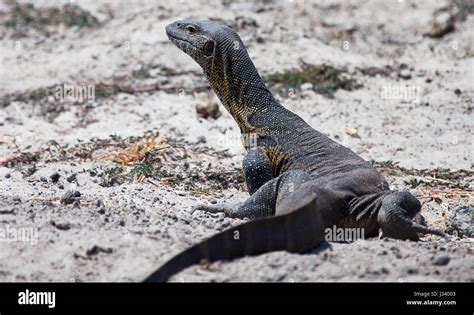 Nile monitor lizard Stock Photo - Alamy