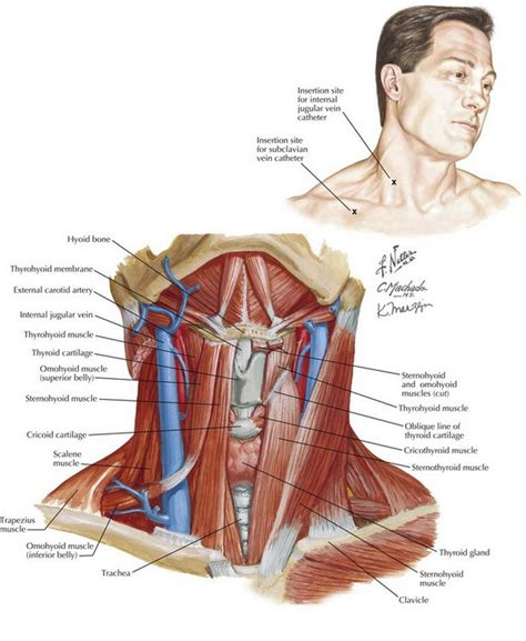 Internal Jugular Vein Anatomy - Anatomy Reading Source