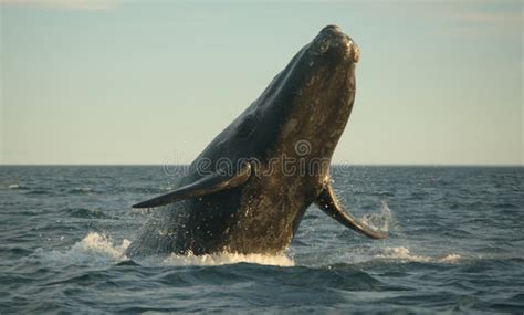 Whale jumping stock photo. Image of piramide, puerto, atlantic - 1345260