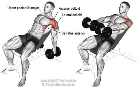 Incline dumbbell front raise exercise instructions and video | Weight ...