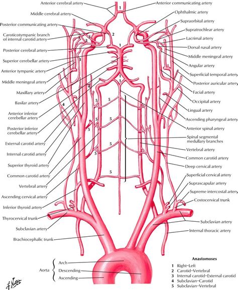 Common Carotid Artery - fingersandfeathersh