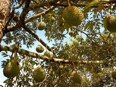 Pohon Durian, Pohon Raja Buah