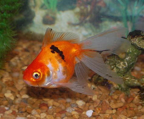 Goldfish Varieties : A Brief Look At Some Of The Many Types