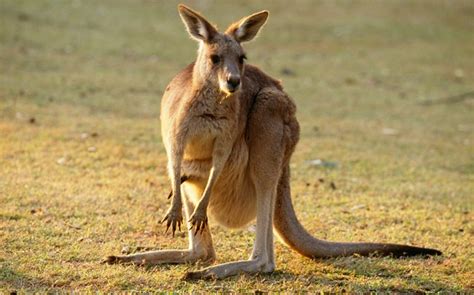 Kangaroos Did Not Always Hop? - Guardian Liberty Voice