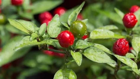 Chile Chiltepin | Pepper Type, Scoville, Flavor, Uses