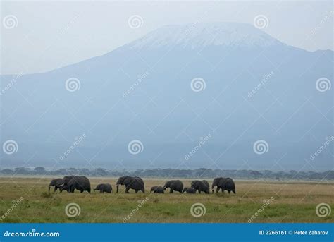 Mt. Kilimanjaro and Elephants Stock Image - Image of ears, head: 2266161