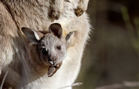 Why Do Marsupials Have Pouches? And Other Questions