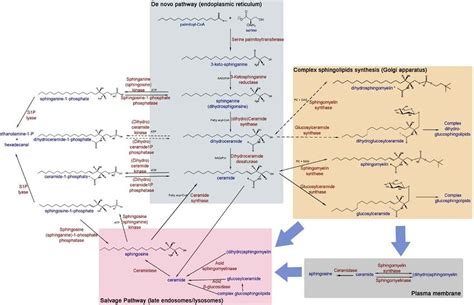 Scheme of sphingolipid metabolism. See footnote on next page 2 ...