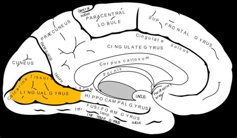 Lingual gyrus - Alchetron, The Free Social Encyclopedia