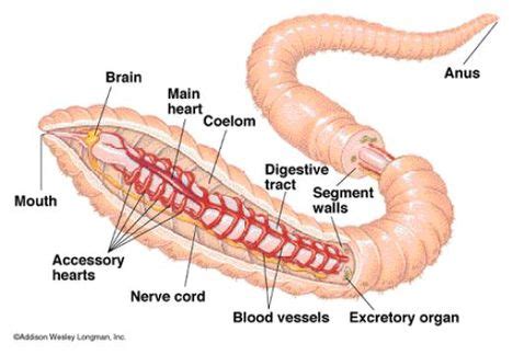 Earthworm Anatomy - Anatomy project