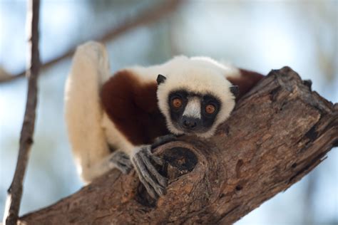 Review: 'Island of Lemurs: Madagascar' gets up close with nature - latimes