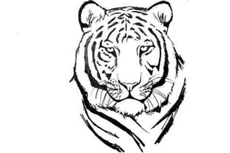 How To Draw White Tiger | How To Draw A White Tiger Face Step By Step ...