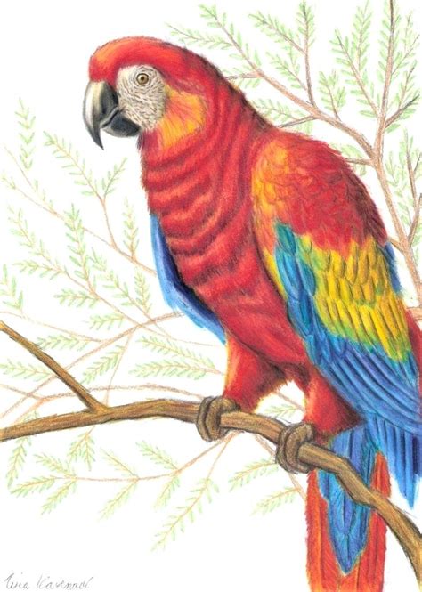 Parrot Pencil Drawing Wildlife Living Room #3531 INSTANT DOWNLOAD Macaw ...