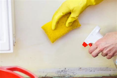 Mold Cleaning- 5 Safety Tips for All Homeowners - robo-cleaner