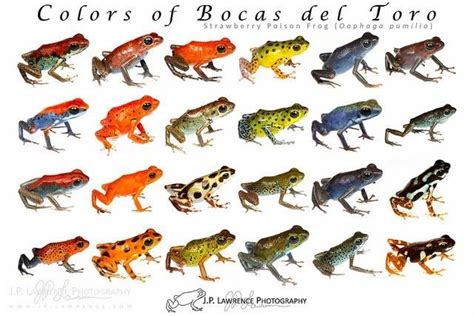 Where to Buy - Dart Frog Species & Morph Guide Posters? | Dendroboard