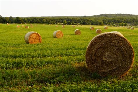 Free Images : nature, plant, hay, field, farm, meadow, prairie, summer ...