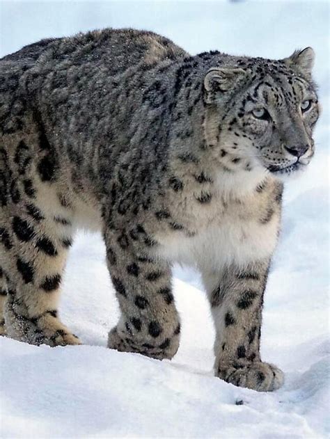 Snow Leopard Adaptations: Surviving in the Harshest Environments of ...