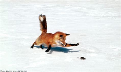 Interesting facts about foxes | Just Fun Facts