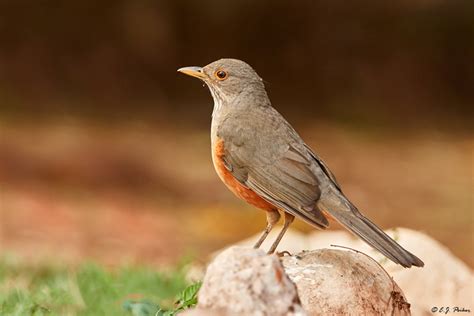 Rufous-bellied Thrush Page