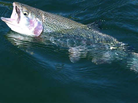 Rainbow trout fly fishing tips | How to fly fish