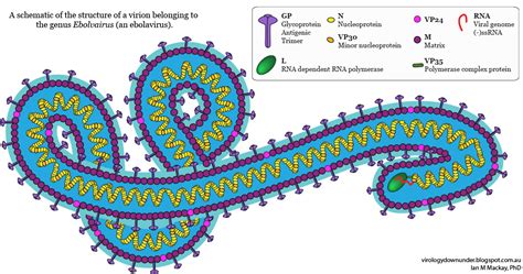 Science Visualized • Structure of an Ebola Virus by Virology Down...