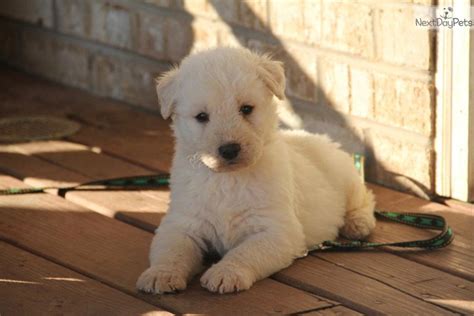 Dogs and Puppies for Sale and Adoption | Oodle Marketplace