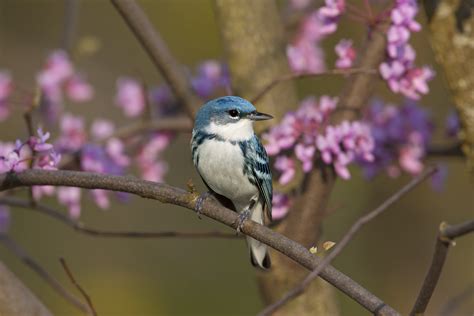 Cerulean Warbler | The Audubon Birds & Climate Change Report