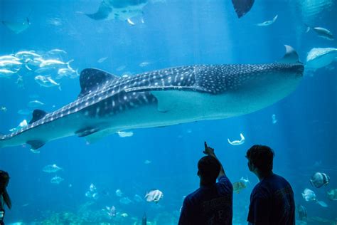 Big Fish, Big Celebration: Georgia Aquarium Hosts Whale Shark Day ...