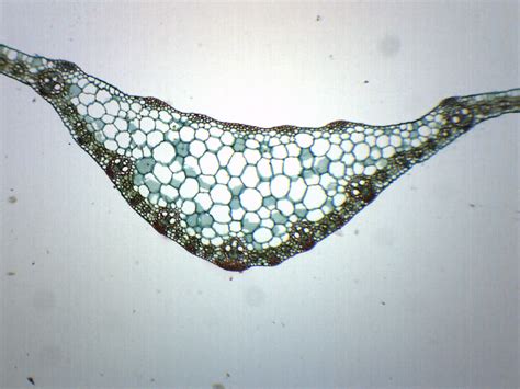 Zea Mays Leaf - Cross Section - Prepared Microscope Slide - 75x25mm ...