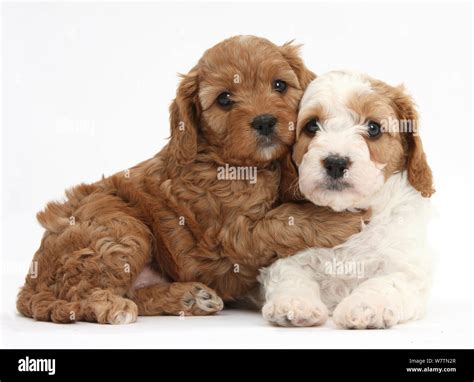 Cute red and red-and-white Cavapoo puppies, 5 weeks, hugging, against ...