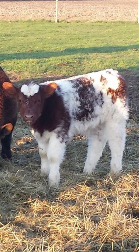 From Karen Templin | Red, White & Roan Champion! #BreedLautner | Matt ...