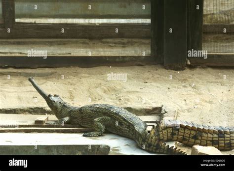 Breeding young gharials -gavialis gangeticus- being reared and raised ...