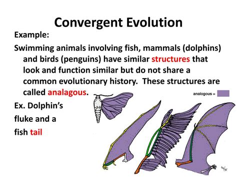 PPT - Patterns Of Evolution PowerPoint Presentation, free download - ID ...