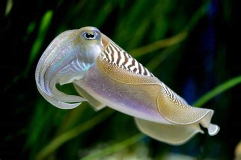 Common cuttlefish | Animals | Monterey Bay Aquarium