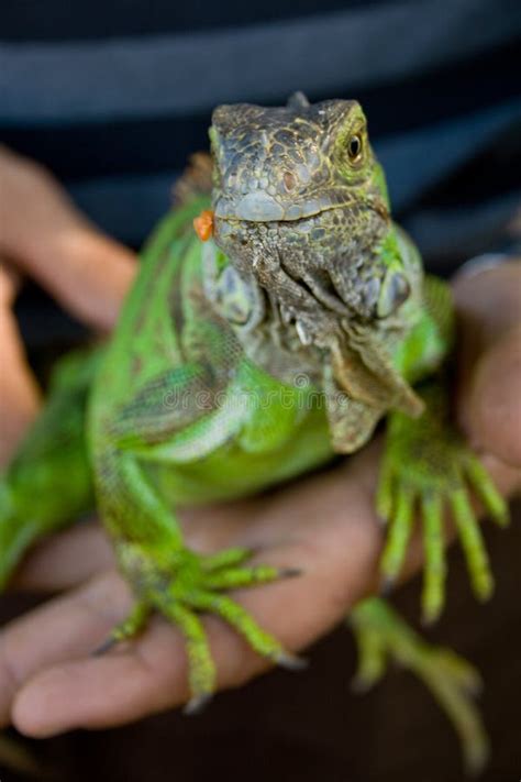 Iguana pet stock image. Image of large, feeding, carrot - 5223009