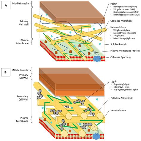 Frontiers | Reciprocal Interactions between Cadmium-Induced Cell Wall ...