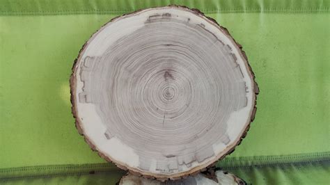 Elm Slab Round Slice D16″ – Wood Demand