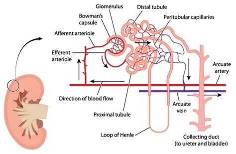 Renal Tubule | Definition , Anatomy & Function