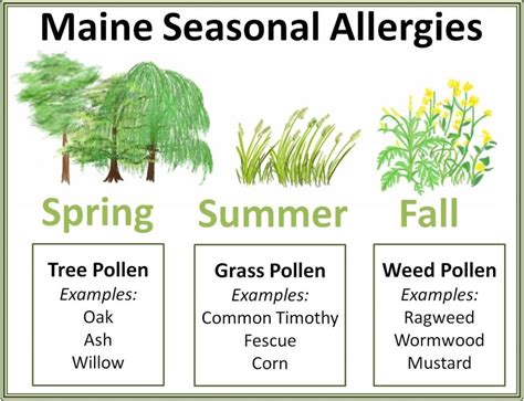 Pollen Allergy Symptoms, Causes and Homeopathic Treatment