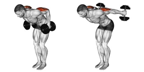 Dumbbell Kickbacks: A Peak Contraction Tricep Exercise | Member Login ...