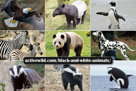 Black And White Animals List With Pictures & Interesting Facts