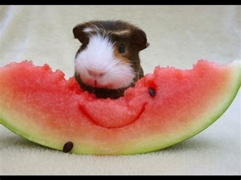 Animals Eating Watermelon [HD 2014] - YouTube