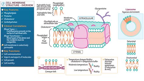 MCAT Biology & Biochemistry: Membrane Structure Overview | Draw It to ...