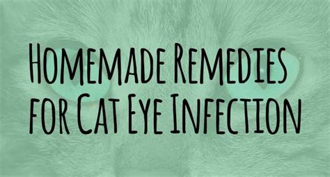 Cat Eye Infection: Homemade Remedies