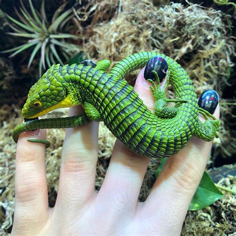 🔥 Mini Dragon AKA Mexican Alligator Lizard 🔥 : r/NatureIsFuckingLit