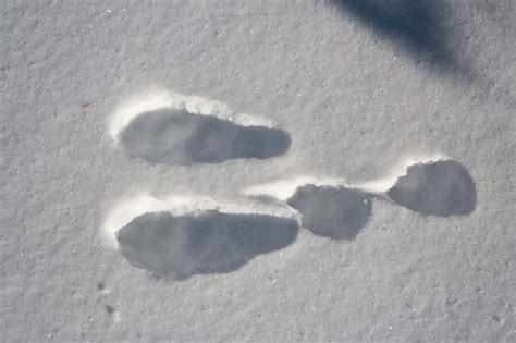 Snowshoe Hare Tracks