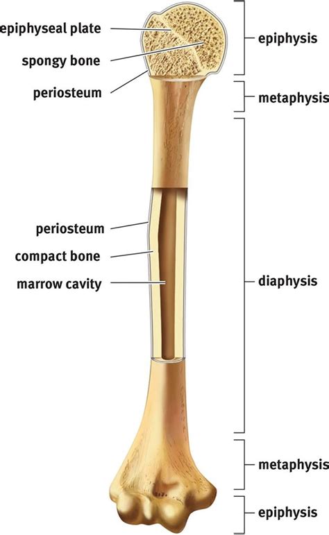 Long Bone Diagram Long Bone Pencil Diagram Gross Anatomy Of The ...