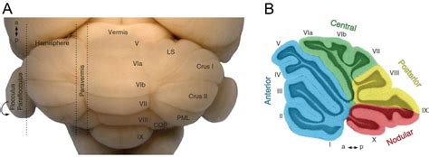 Cerebellum Parts