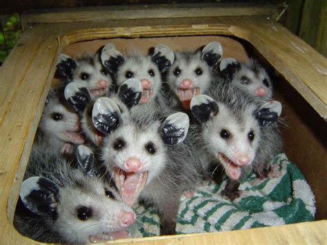 possum.jpg « MyConfinedSpace