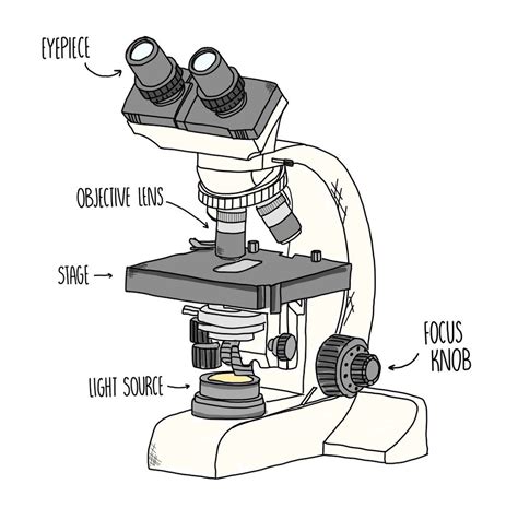 Microscopy and Mitosis AQA — the science hive